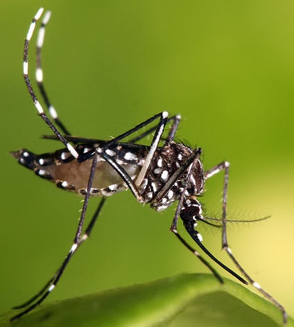 AedesAegypti_Chikungunya